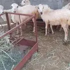 4 رخيل بلدي الموقع العيدابي