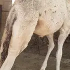 قعود اشقح عمره ست شهور