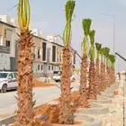 زراعه ثيل طبيعي وتمديد شبكات الري الحديثه الاوتوماتيك 054308