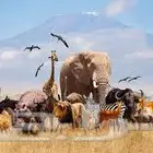 تبني جميع انواع الحيوانات والزواحف والطيور والاسماك