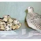 مطلوب طيور سمان اناثي