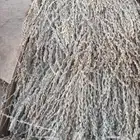 لقاح نخيل بار