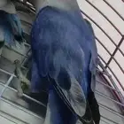 مطلوب روز ذكر منتج