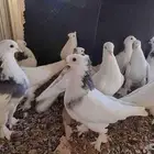 حمام تركي هجين ايراني