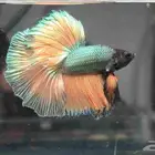 BETTA FOR SALE