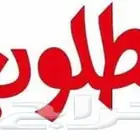 مطلوب مبرمج ومصمم تطبيقات ومواقع بالقصيم