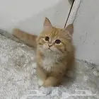 قطة صغيرة كتن