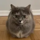 قطة كاليكو مع التوصيل