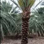 النخيل البيع الشرقيه الدمام الجبيل الحساء جميع انواع ولمقسات