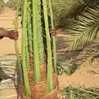يتوفر لدينا نخيل عربي مثمر