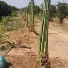 مقول نخل وشبوك