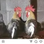 صوص تركي