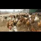 بيض دجاج تركي