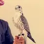 طير حر 