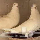 حمام فرنسي