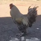 ديكين ودجاجه براهما للبيع