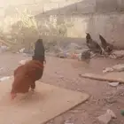 العدد5اديكه بلدي واحد براهما للبيع صامل مانختلف انا وياه
