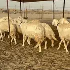 مشاء الله تبارك الله أعرض لكم غنم حريات جنب دفيع 47