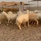 غنم حريات جنب دفيع واصل شرط علي السونار عددها 60 بالفحل