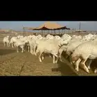 سلام عليكم نعرض لكم غنم حري رخال جدعات عدد92