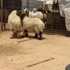 خرفان ورخال ضحايا