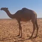 قعود اصفر. فحل