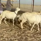 أعرض لكم غنم حريات جنب دفيع واصل علي السونار عددها 16
