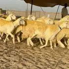 نعرض لكم غنم حري دفيع صنف حرش جروم عددها 60