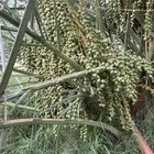 نخل عجوا ( صنية ) سعر الجملة عدد فوق 50 من 50 ريال