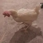 دجاج بياض ابيض