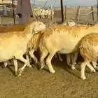 غنم جنب دفيع
