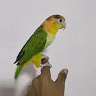 فرخ كايك وايت بيلي