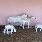 فحل حري حرش طيب بالحيل شرط النسف والقريع