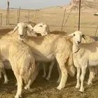 سلام عليكم نعرض لكم غنم حري رخال اسنانها جدعات