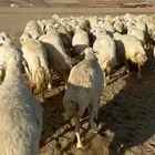 سلام عليكم نعرض لكم غنم حري دفيع مفصيل شرط ع