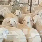 اغنام المدينة وضواحيها