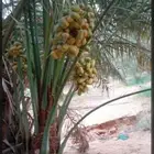 نخيل للبيع طالع من القصيم للجنوب