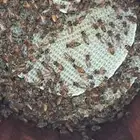 يوجد 40خليه نحل للبيع الموقع الخميس خلايا 9ملي النحل طيبه