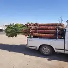 نخل القصيم المثمرة