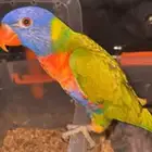 فروخ لوري رينبو