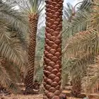 نخل للبيع جميع المقاسات