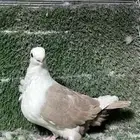 اخوان بوم لون مميز