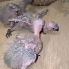 فروخ لوري رينبو