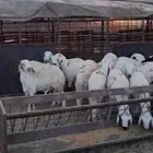 طليان سواكني مرابي