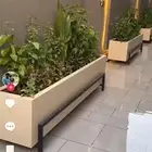 زراعه الورد الطبيعى والتيل الطبيعى