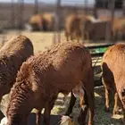 طليان سواكني