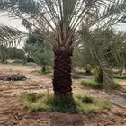 يوجد لدينا جميع انواع النقايل