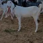 عنز كفو
