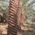 يوجد لدينا نخيل للبيع بجميع انواعها ومقاساته بأسعار مناسبه