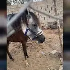 فرس عربي من دون ارواق